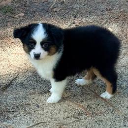 Dandy - Black tri male Toy Australian Shepherd puppy in Blacksburg, South Carolina from Rustic Rose Toy Australian Shepherds