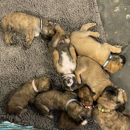 Boerboel, Shorkie, and Toy Australian Shepherd Puppies from SATA Kennels