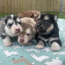 Pomsky Puppies from Blue Sky Pomsky