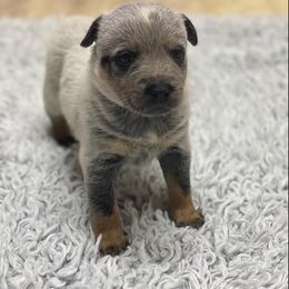 Australian Cattle Dog Puppies from LoveAHeeler