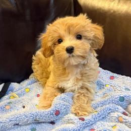 Katie - Red female Maltipoo puppy in Lancaster, South Carolina from 3 Bs Havanese-PUPPIES with  PURPOSE