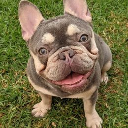 French Bulldogs from Southland Frenchies