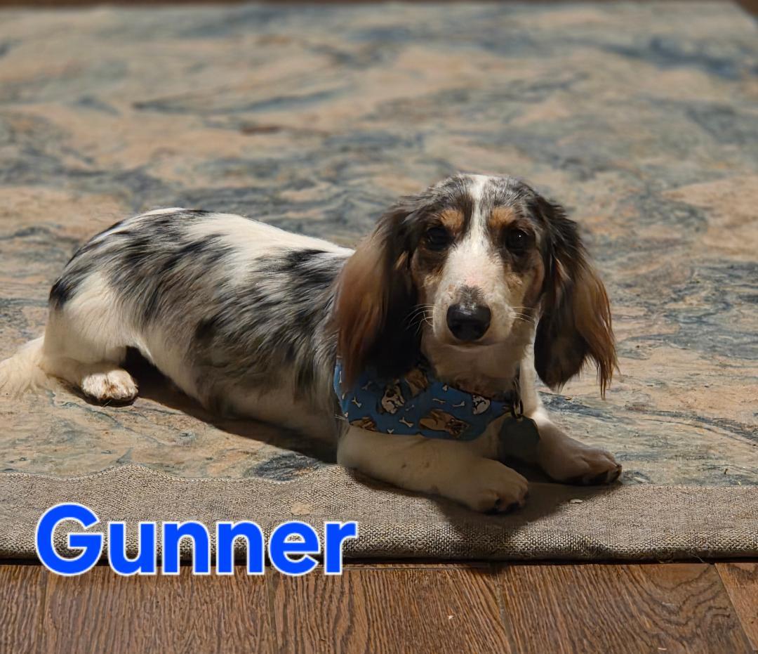 Gunner