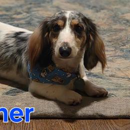Gunner - Dachshund