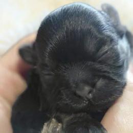 Shih Tzus from Reed Ranch Shih-tzus