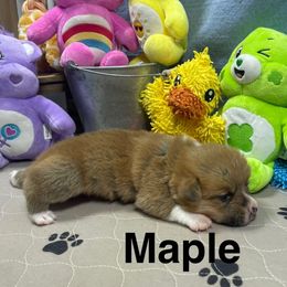 Maple - Red female Pembroke Welsh Corgi puppy in Apison, Tennessee from Ashmore Corgis