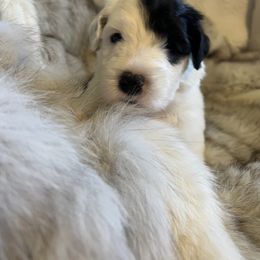 Old English Sheepdog Puppies from O’Leary’s Old English Sheepdogs