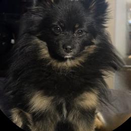 Sampson - Pomeranian