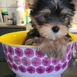 Champ - Black and tan male Yorkshire Terrier puppy in Chickasha, Oklahoma from SISSYS YORKIES