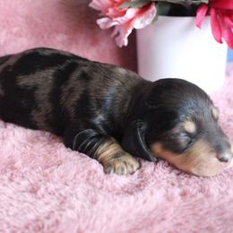 Edna - Dapple female Dachshund puppy in Pace, Florida from Shoebox Doxie’s