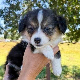 Loretta - Black and tan female American Corgi puppy in Red Bluff, California from Circle T Livestock & K9 Co.