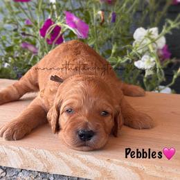 Pebbles - Apricot female Goldendoodle puppy in Lancaster, Minnesota from North Star Dog Training