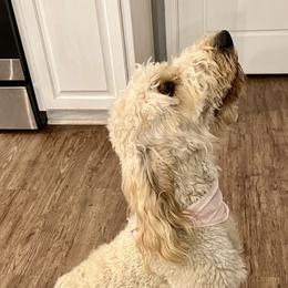 Nubia - Goldendoodle