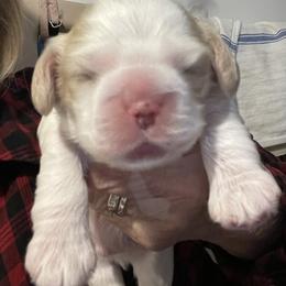 Little GI - Buff and white male Cocker Spaniel puppy in Sewell, New Jersey from Della Luna Cocker Spaniels Puppies
