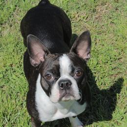 Ellie - Boston Terrier