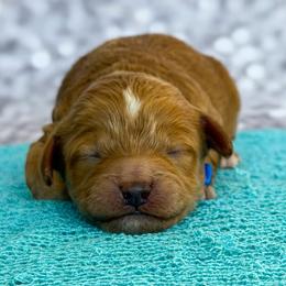 Paddington - Apricot male Poodle puppy in Monroe, North Carolina from Toy Poodle Shenanigans