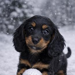 Boone - Black and tan male Dachshund puppy in Alexander, North Dakota from Wild Rose Ridge Doxies