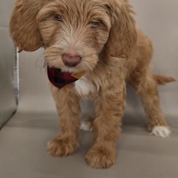 Sluggo - Apricot male Goldendoodle puppy in Decatur, Tennessee from Diamond's Doodles