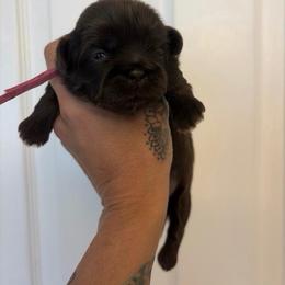 Kona - Chocolate female Shih Tzu puppy in Manahawkin, New Jersey from Lilly’s Seashore Shih Tzus