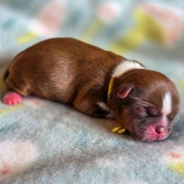 Daisy - Yellow Collar - Liver and white female Shih Tzu puppy in Troy, Ohio from Ever After Tails