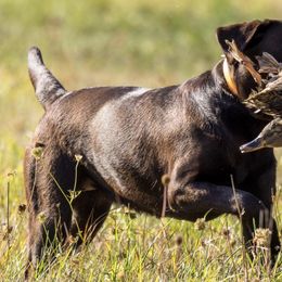Labrador Retrievers from Flying Squirrel Retrievers