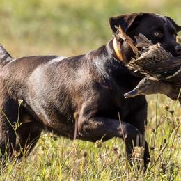 Labrador Retrievers from Flying Squirrel Retrievers