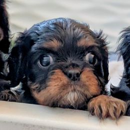 Peach - Black and tan female Cavalier King Charles Spaniel puppy in Fairfax, Virginia from The Kings Cavaliers