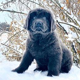 Newfoundland Puppies from Dyer Lake Newfoundland’s