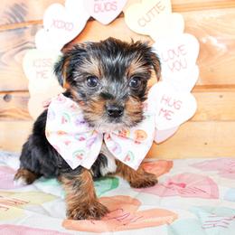 Pete - Black and tan male Yorkshire Terrier puppy in Hugo, Oklahoma from Ann R.