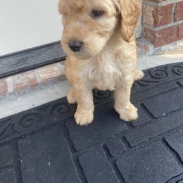 Goldendoodle Puppies from Tillie’s House of Doodles
