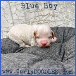 Blue Boy - Parti male Goldendoodle puppy in Taneytown, Maryland from Curlydoodles