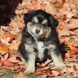 Hunter - Black tri male Miniature American Shepherd puppy in Hillsdale, Michigan from Faithwalk Aussies and Mini American Shepherds