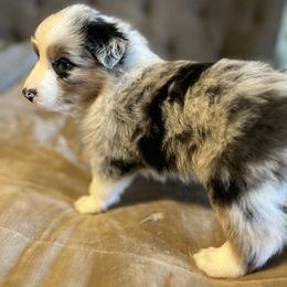 Australian Shepherd Puppies from Bombshell Australian Shepherds
