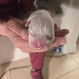 Female 1 - Cream female French Bulldog puppy in Charlotte, North Carolina from FrenchKiss Frenchies