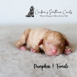 Goldendoodle and Poodle Puppies from Corbin’s Southern Curl’s