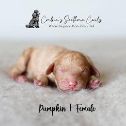 Goldendoodle and Poodle Puppies from Corbin’s Southern Curl’s