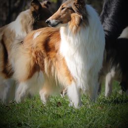 Collie All Grown Up from Wellsmere Collies