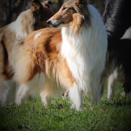 Collie All Grown Up from Wellsmere Collies