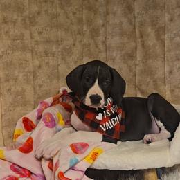 Sally - Mantle female Great Dane puppy in Caldwell, Idaho from Miner's Dynamic Danes