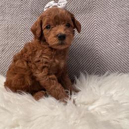 Ada - Red  female Goldendoodle puppy in Davie, Florida from Daviegoldendoodles