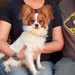 Papillon All Grown Up from PapillonPups