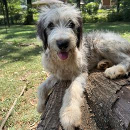 Gwen (Ghost Spider) - female Australian Mountain Doodle puppy in Williamston, South Carolina from Sassy Bob’s Dogs