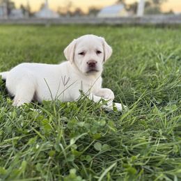 Yellow - Yellow female Labrador Retriever puppy in Medford, Oregon from Valley View English Labs