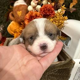Maple - Blue female Pembroke Welsh Corgi puppy in Paxton, Illinois from McGovern Family Corgis