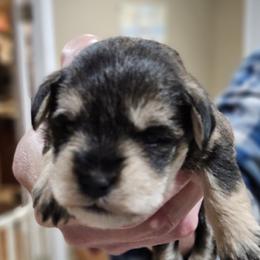 Orange Collar - Salt and pepper male Miniature Schnauzer puppy in Blountville, Tennessee from Maxwell House Schnauzers