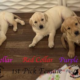 First Pick Yellow Female - Yellow female Labrador Retriever puppy in Greater Houston Area, Texas from Coram Deo Retrievers