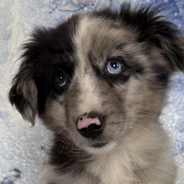 White - Blue merle male Toy Australian Shepherd puppy in Cedar Creek, Texas from Rowdy Ranch Tx