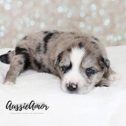 Bi Blue Merle 4 - 2 Blue eyes Long tail - Blue merle male Miniature Australian Shepherd puppy in Pinehurst, Texas from Aussie Amor