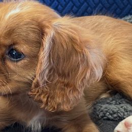 Cavalier King Charles Spaniels from FairHawk Downs
