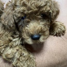 Poodle Puppies from Firebird Toy Poodles